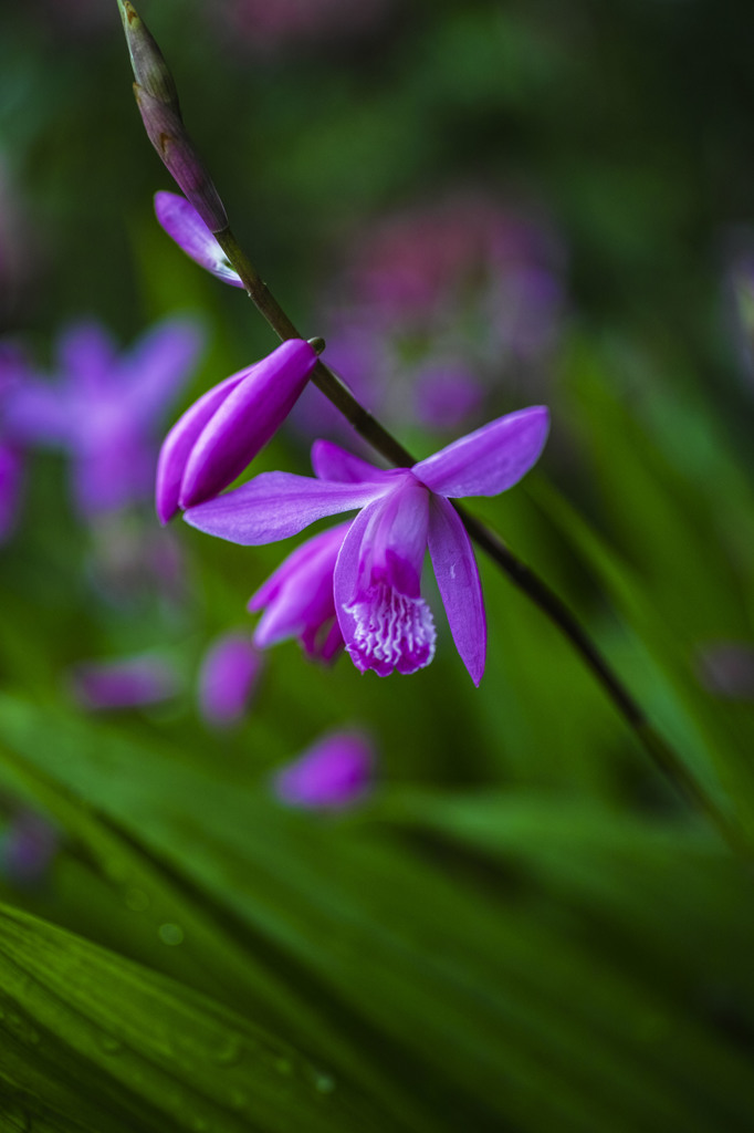 シランの花