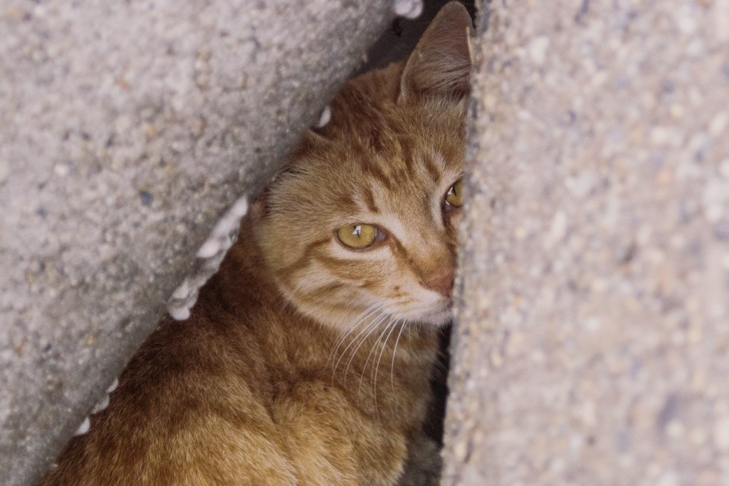 検見川浜の防波堤の猫