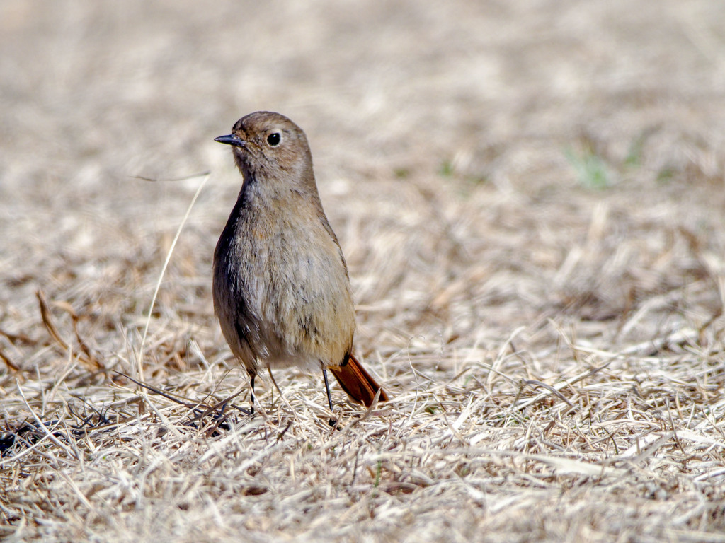 背伸びをするジョウビタキの雌