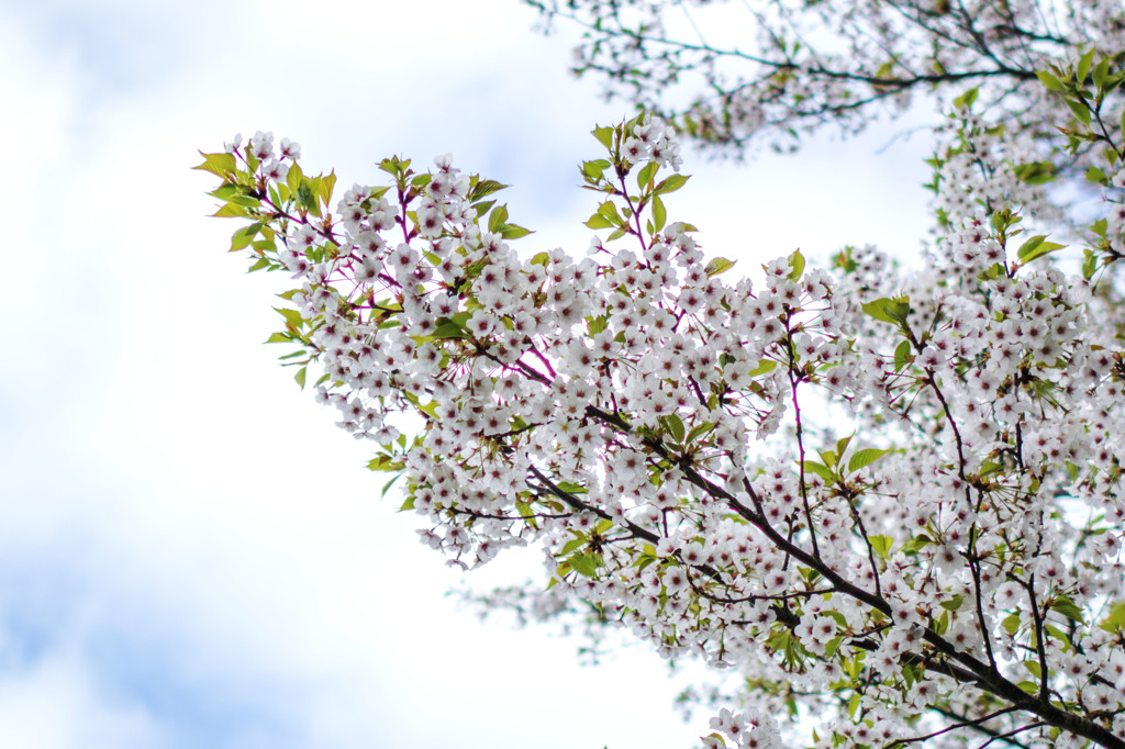 稲毛海岸の桜