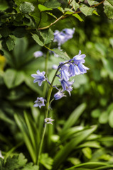 釣鐘水仙の花