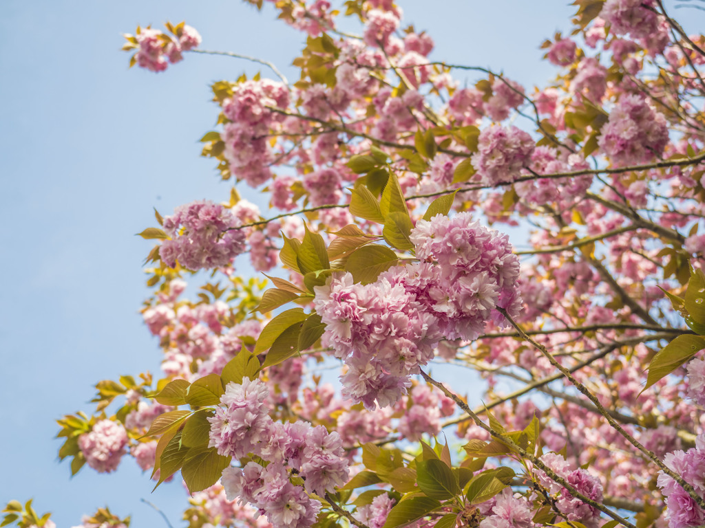 葛西臨海公園の八重桜
