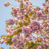 葛西臨海公園の八重桜