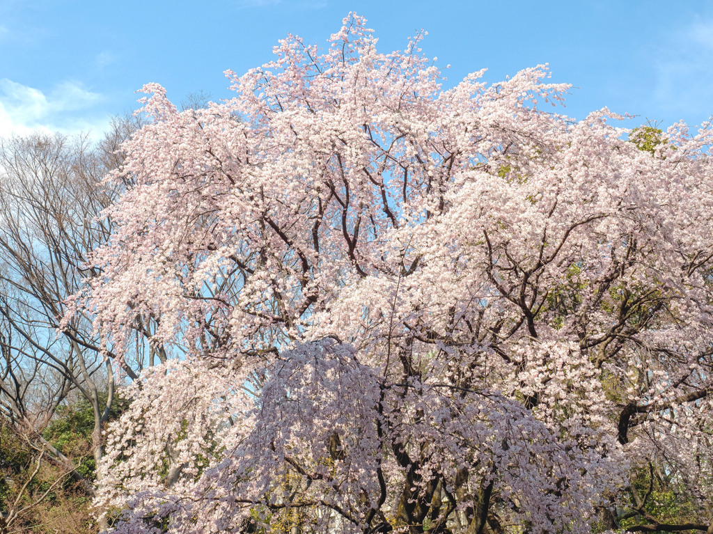 六義園のしだれ桜