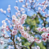 浜離宮恩賜庭園の白梅