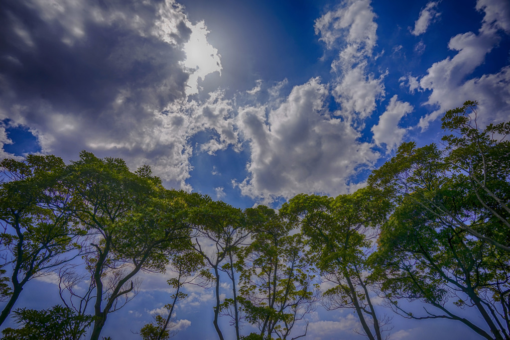 千葉港の防砂林と初夏の空