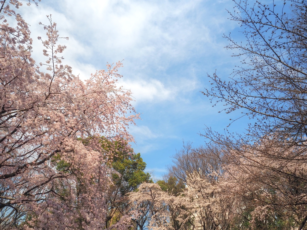 六義園のしだれ桜