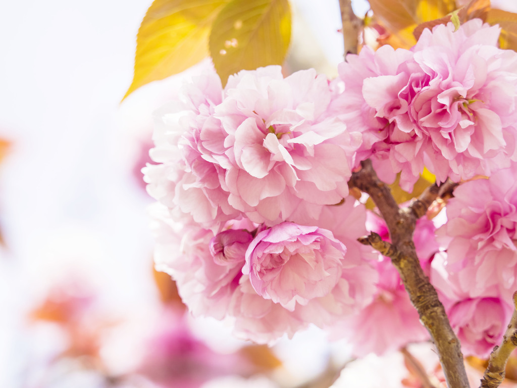 ボンボンのような花の塊り By Beebee Id 写真共有サイト Photohito