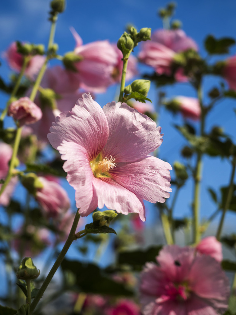 芙蓉と青空