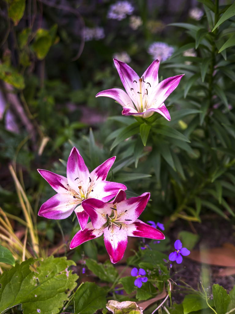 ユリの花