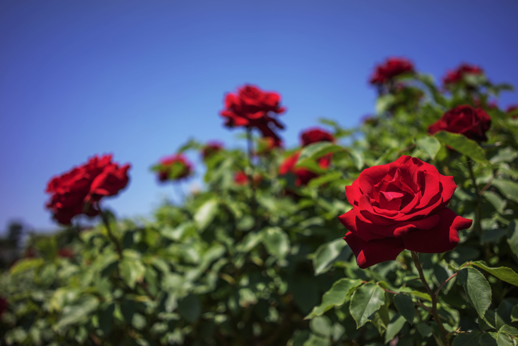 谷津バラ園の赤い薔薇と青空