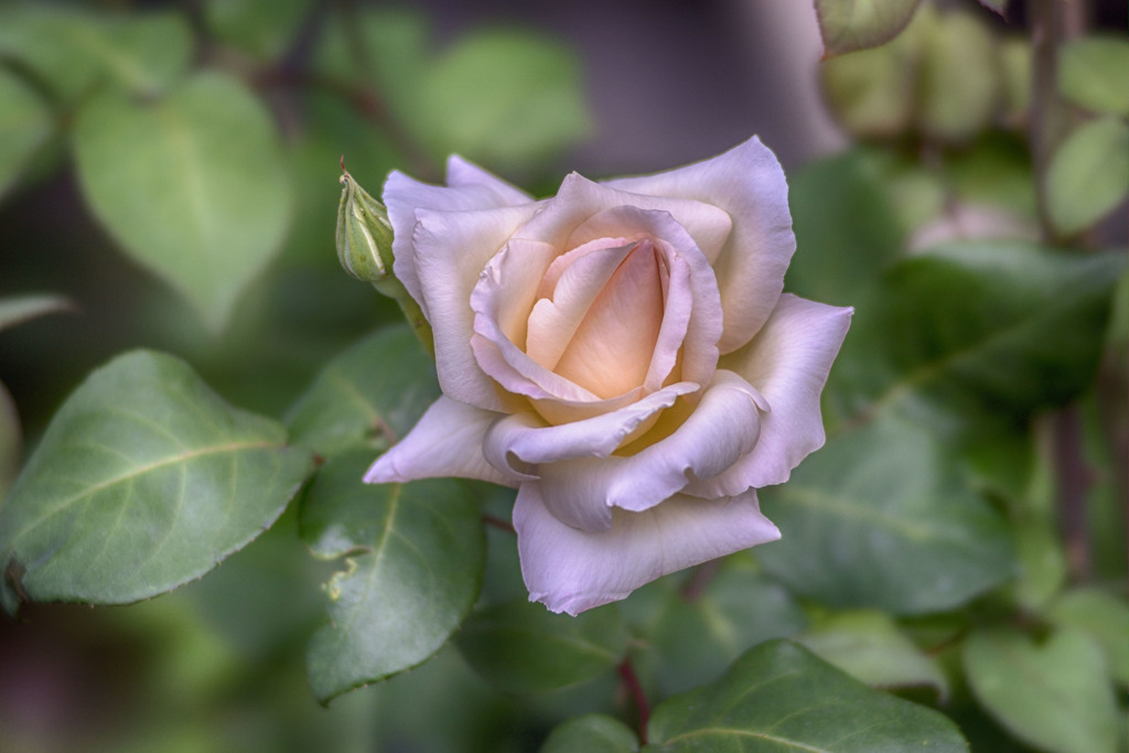 乳白色の春薔薇（HDR)
