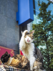 銀座ミキモトの招き猫