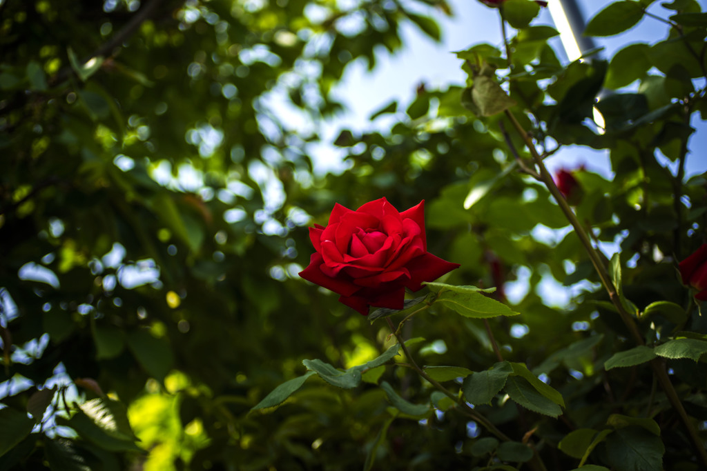 保育園の庭に咲く赤い薔薇