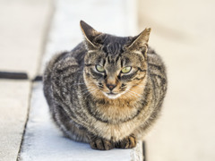 検見川浜の防波堤の猫