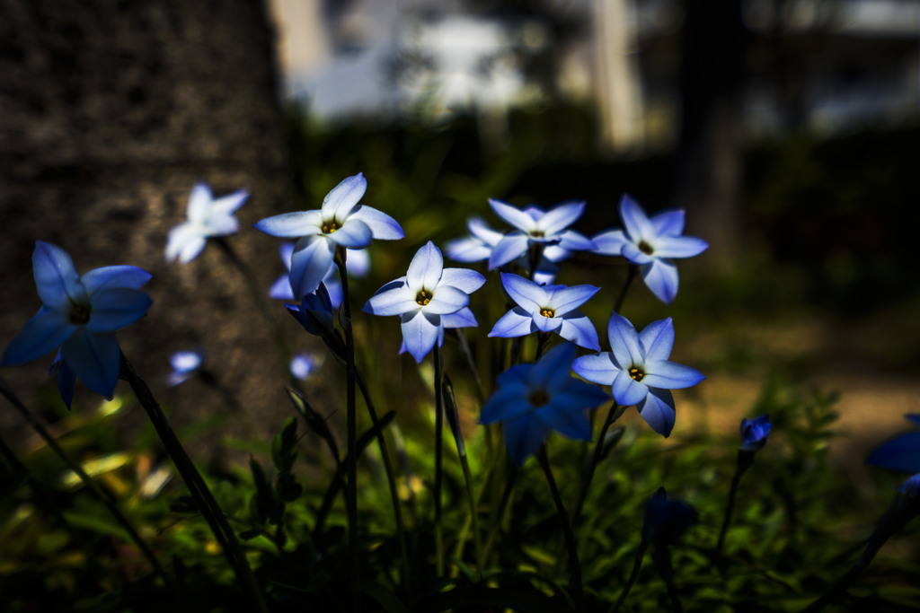 木漏れ日に咲いている花韮