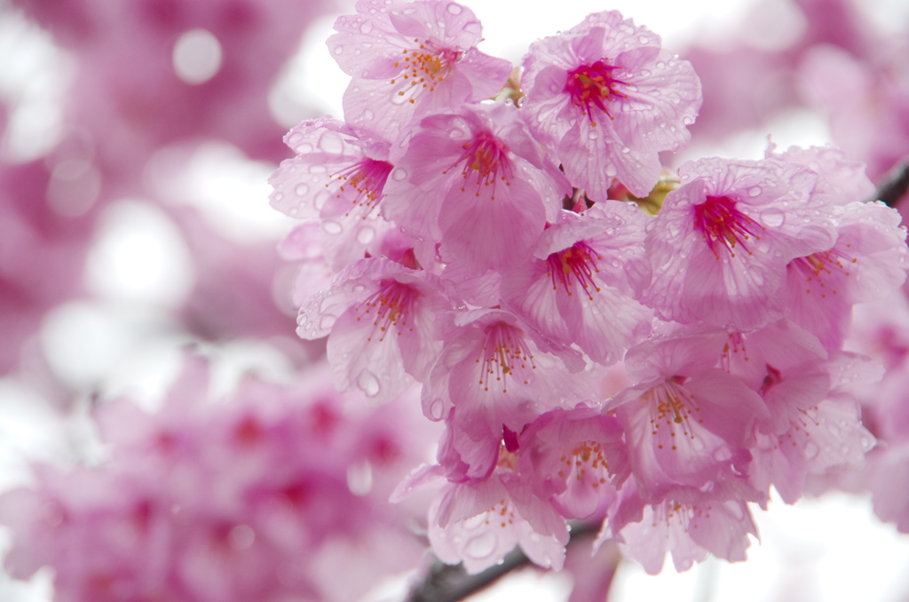 sakura