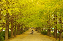 銀杏路