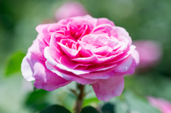 咲き誇るローズ。