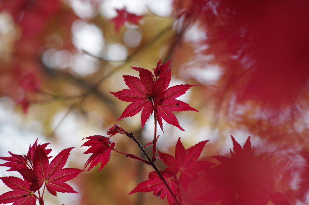 春の紅葉