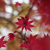 春の紅葉