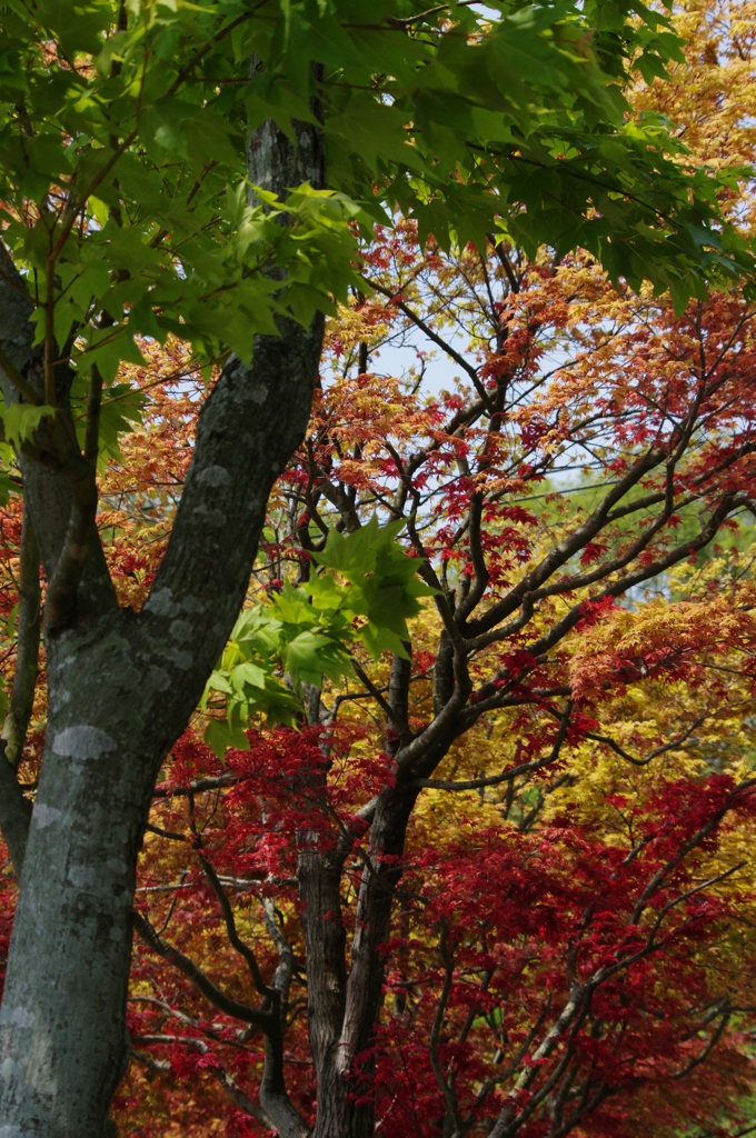 新緑と紅葉