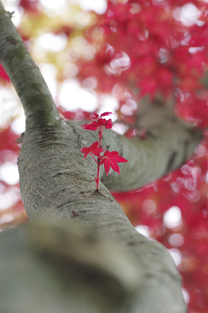 春の紅葉