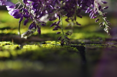 紫藤吻苔