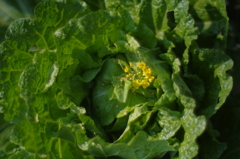 冬の野菜、春の花（白菜の花）