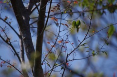 Autumn Leaves
