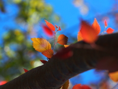 紅葉