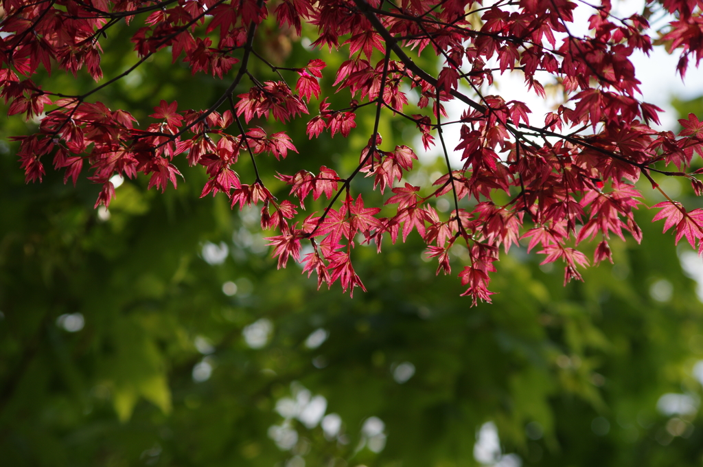 新緑と紅葉