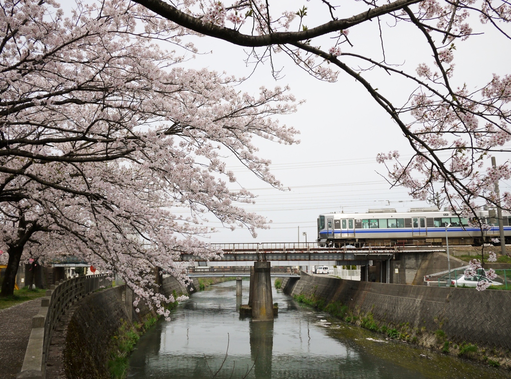 桜の季節