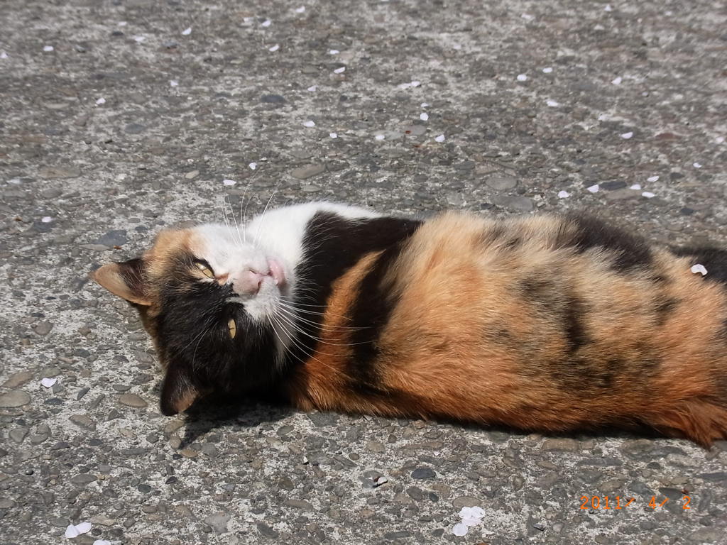 なに?　眠いのよ、ほっといて。