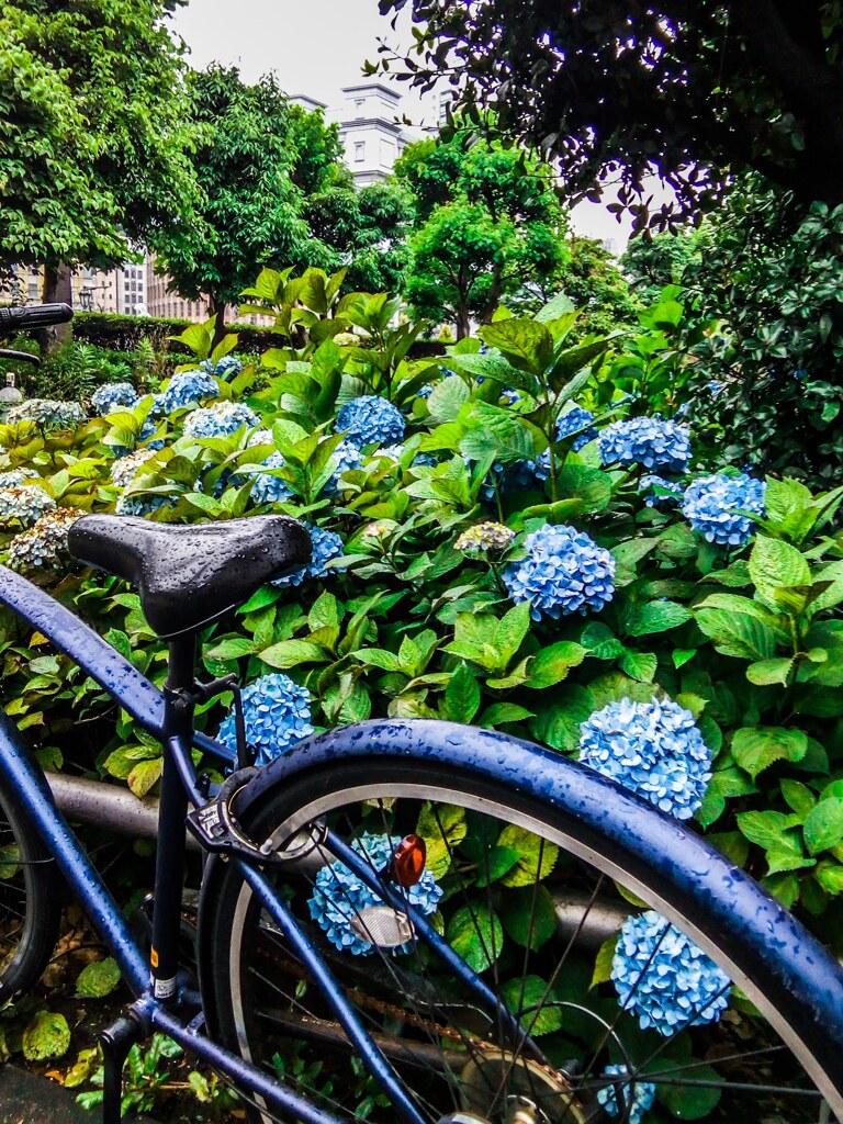 雨に濡れる紫陽花と自転車