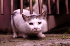 朝の白にゃん