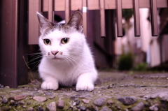朝の白にゃん2