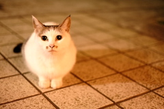 餌がほしいよぉ