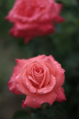 雨露のペルシャ薔薇