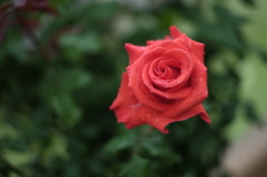 雨露のペルシャ薔薇２