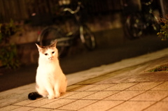 夜の白にゃん