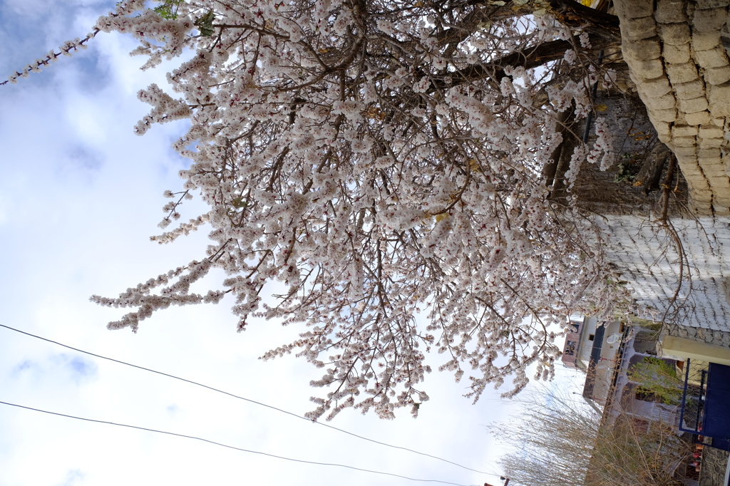レーにて・杏の花が満開