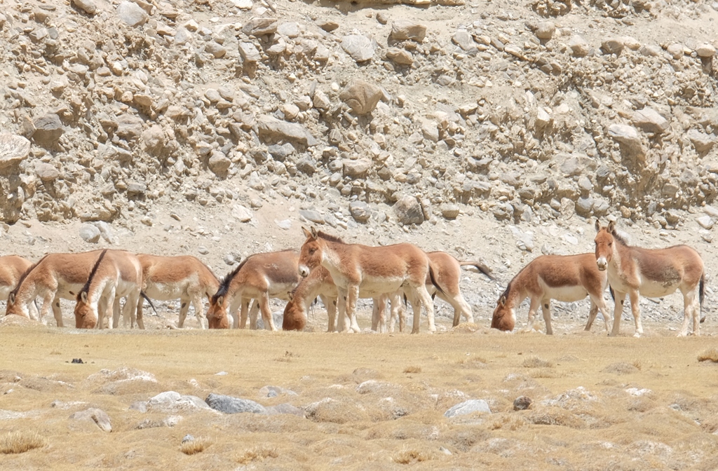 チベット野ロバの群れ