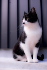 ねこ