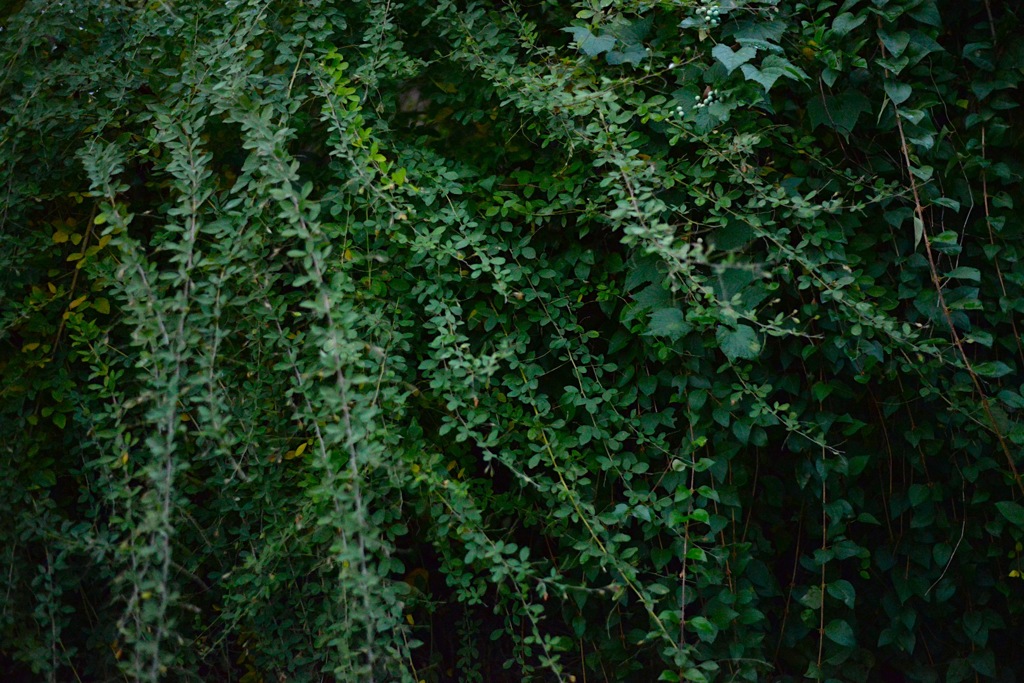 Niwa03