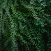 Niwa03