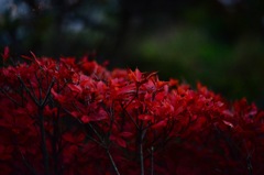 Niwa05