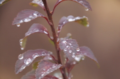 雨上がり