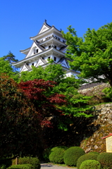 郡上八幡城(春景)