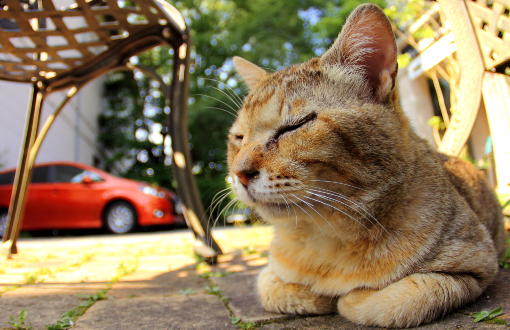ネコの休日